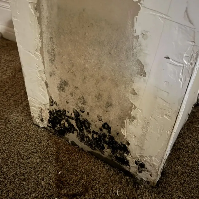 Professional Mold Removal in Prairie County, MT